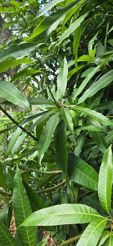 0005_v_Mango_02.jpg.c8547c46adbfc3632c535ecd3ce670b7.jpg