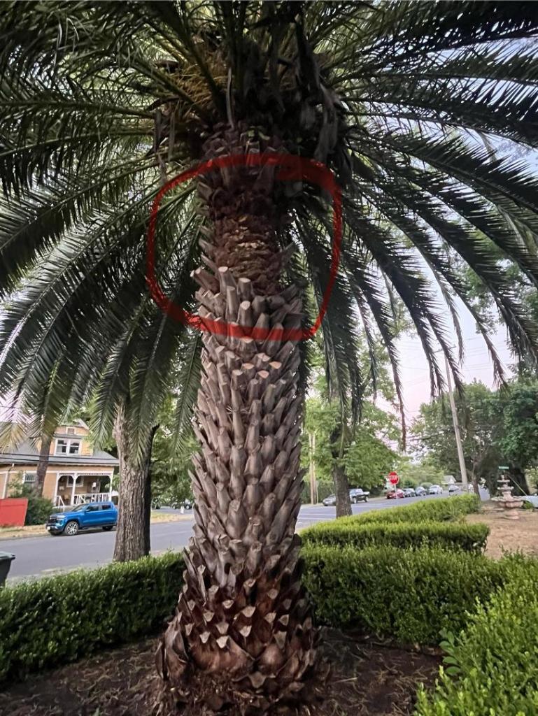 06 02 25 palm tree pic.jpg