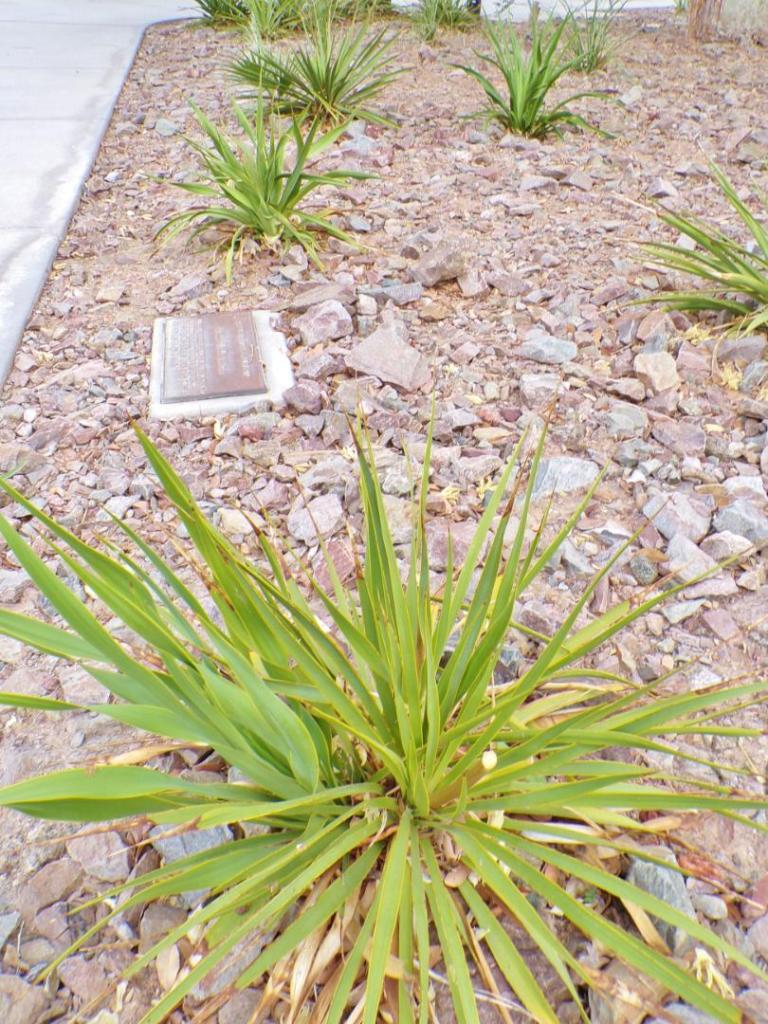100_1837.thumb.JPG.f5da26ab2c725fd149ec098915fdd0bd.JPG