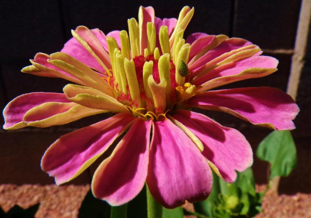 100_2388.thumb.JPG.c3b00f7fff8f7eb58a8d7f2bc98cb7a5.JPG