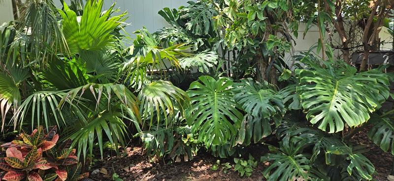 2003_h_Monstera.jpg.fe713eac78061b93ca7b8b5d0e507d6d.jpg