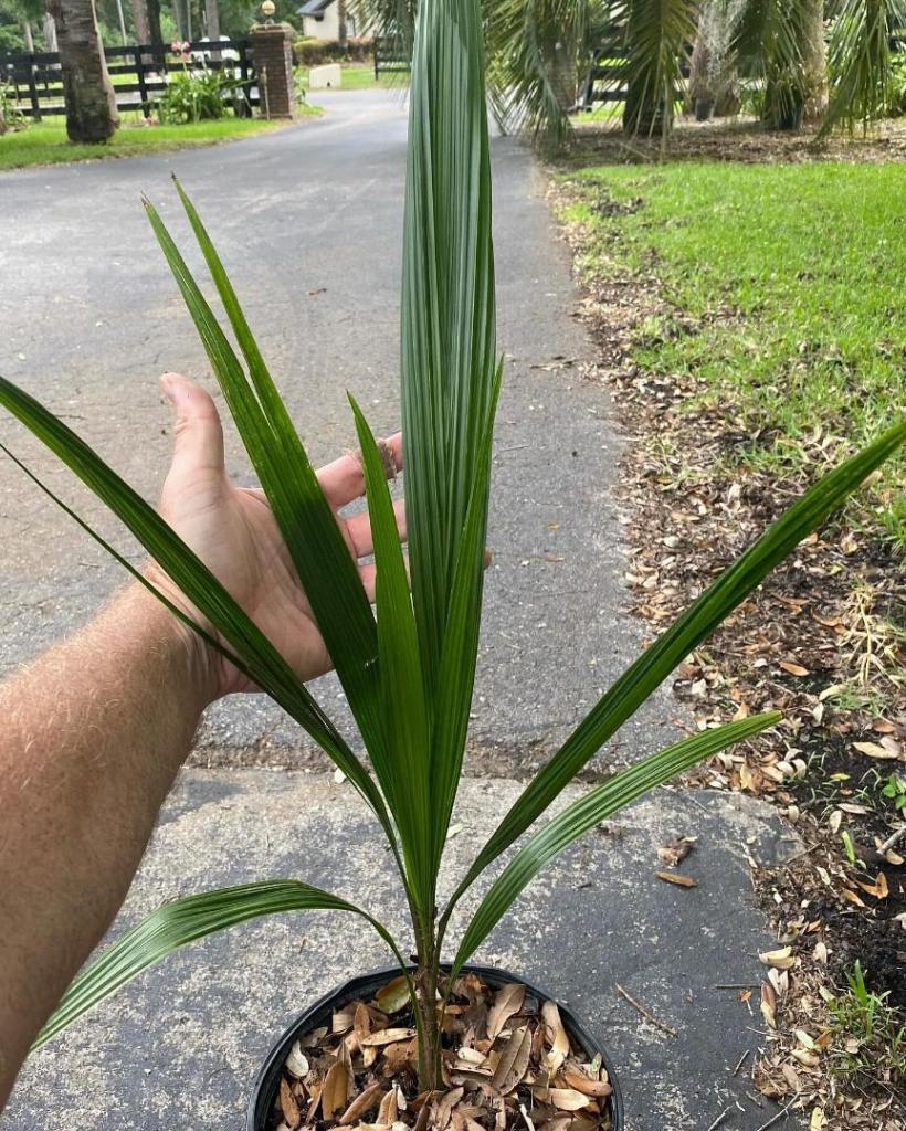 3gallon.thumb.jpg.dff004d56b56b53e9b6bb64cfd78928d.jpg