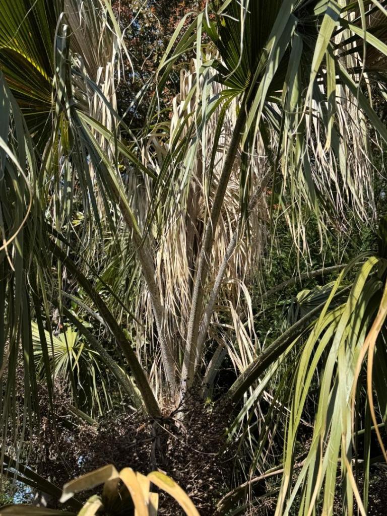 IMG_6030.thumb.jpeg.d668386b197d497ede4d72c2414a405d.jpeg