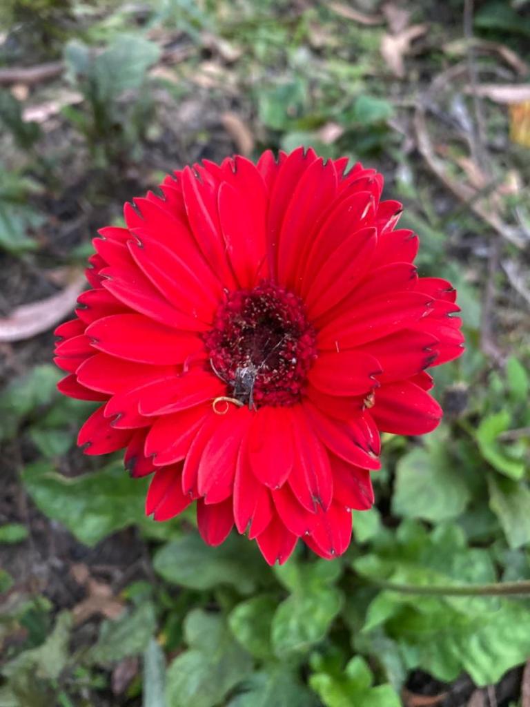 IMG_9601.jpeg