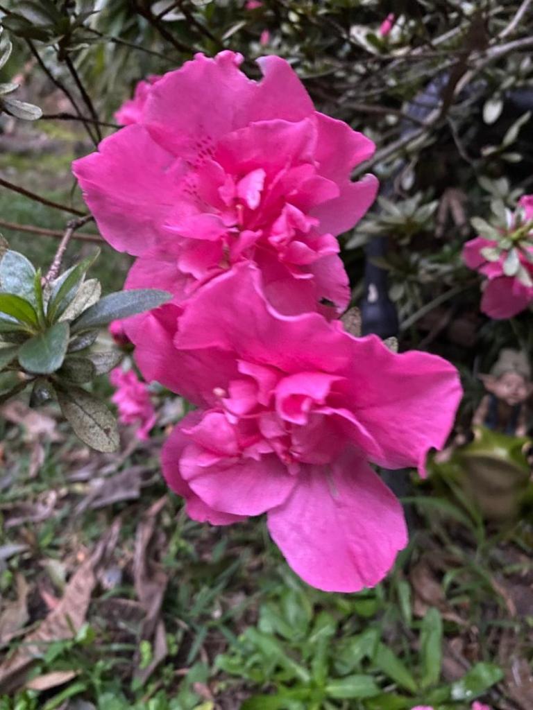 IMG_9615.jpeg