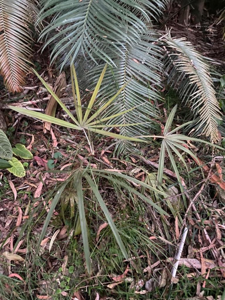 IMG_9863.jpeg