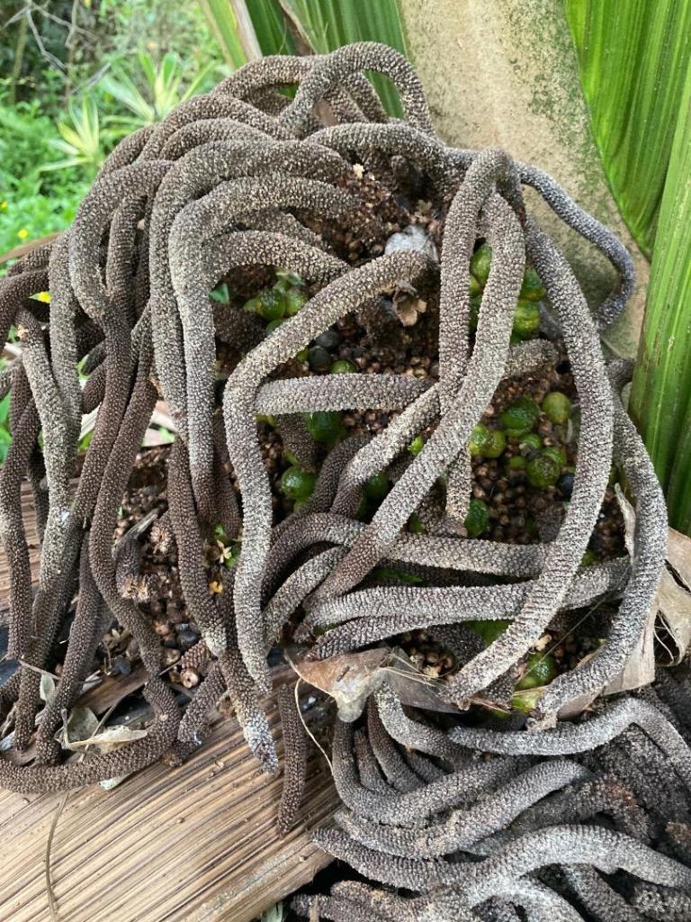 Marojejyaseedmaleinflor2025.thumb.jpg.855edde6860dcaac8b2db35e0fad42e8.jpg