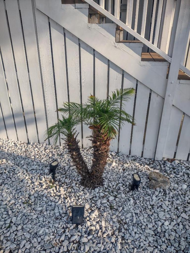 Pygmy Date Palm.jpg