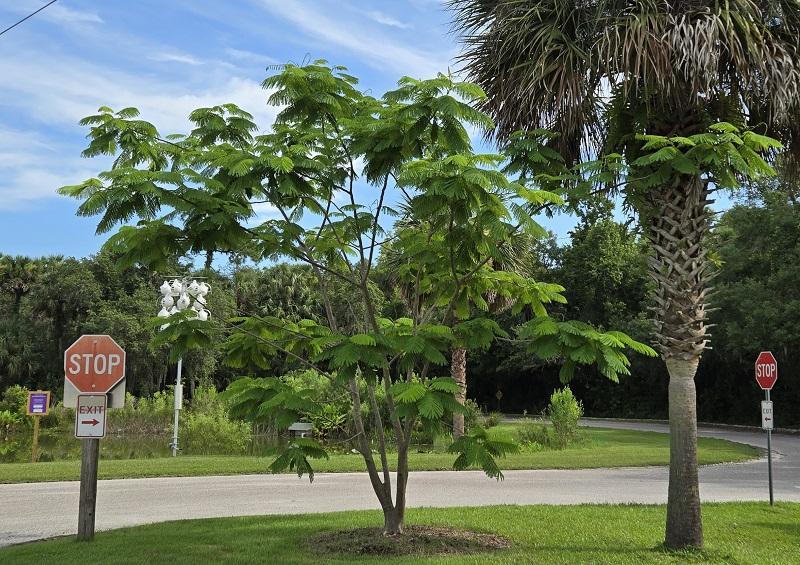 h_0029_Delonix_regia.jpg.bca7c5c93f33ccf1a277c170e960abf3.jpg