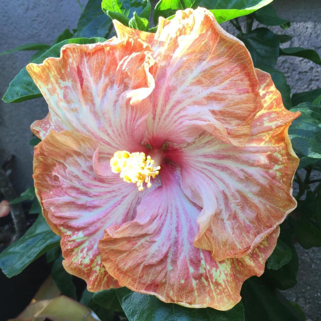 peach.thumb.jpg.0dc2f150934ce398e293784dd2dfe73a.jpg