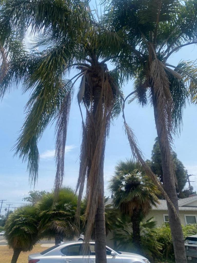 tree.jpeg