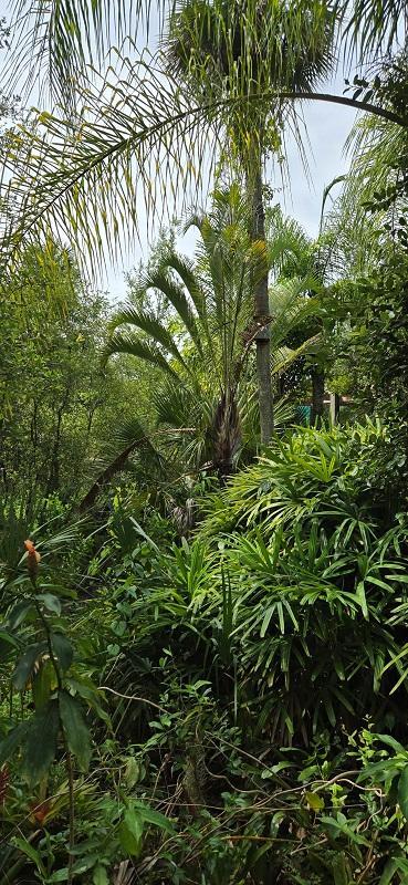 v_0006_Chrysalidocarpus_decaryi.jpg.f99dee509016aaae2a0dfe1cf7c4b689.jpg