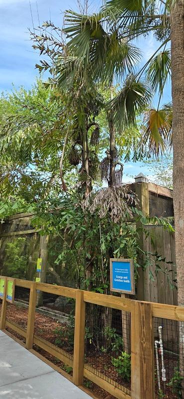v_0019_Caryota_mitis_Queens.jpg.5017406d282e92e8bc3997f336e67acf.jpg