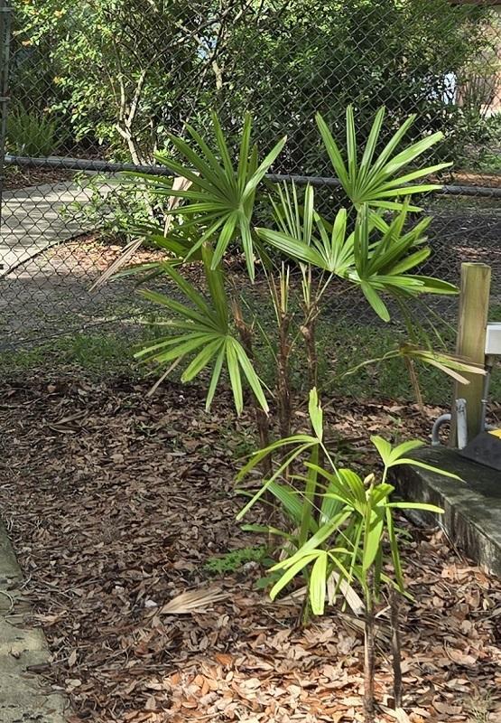 v_0026_Rhapis_excelsa.jpg.ca4ce3deaeee90b2973f5617de3c2265.jpg