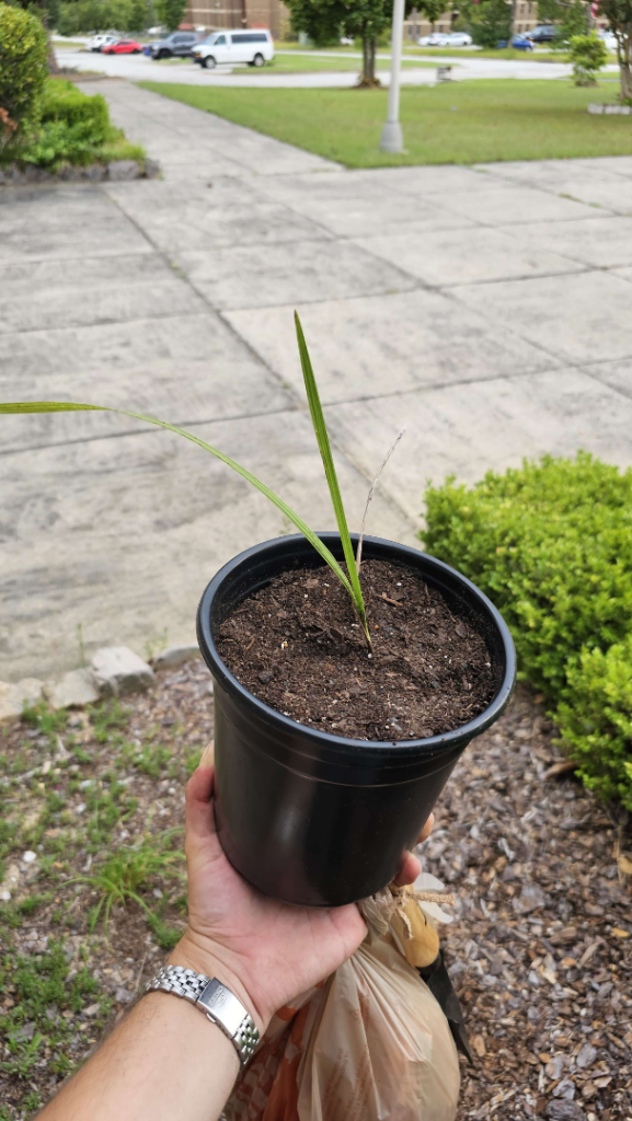 Butia.png