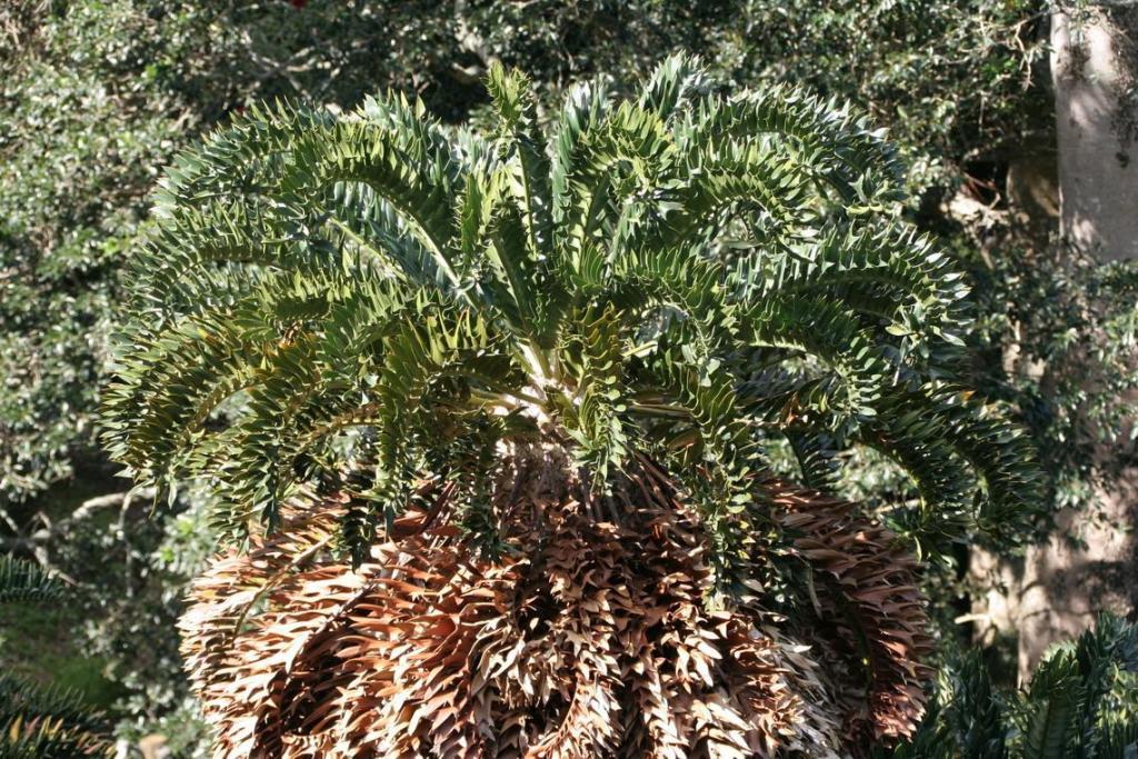 E. latifrons IMG_5568_resize.JPG