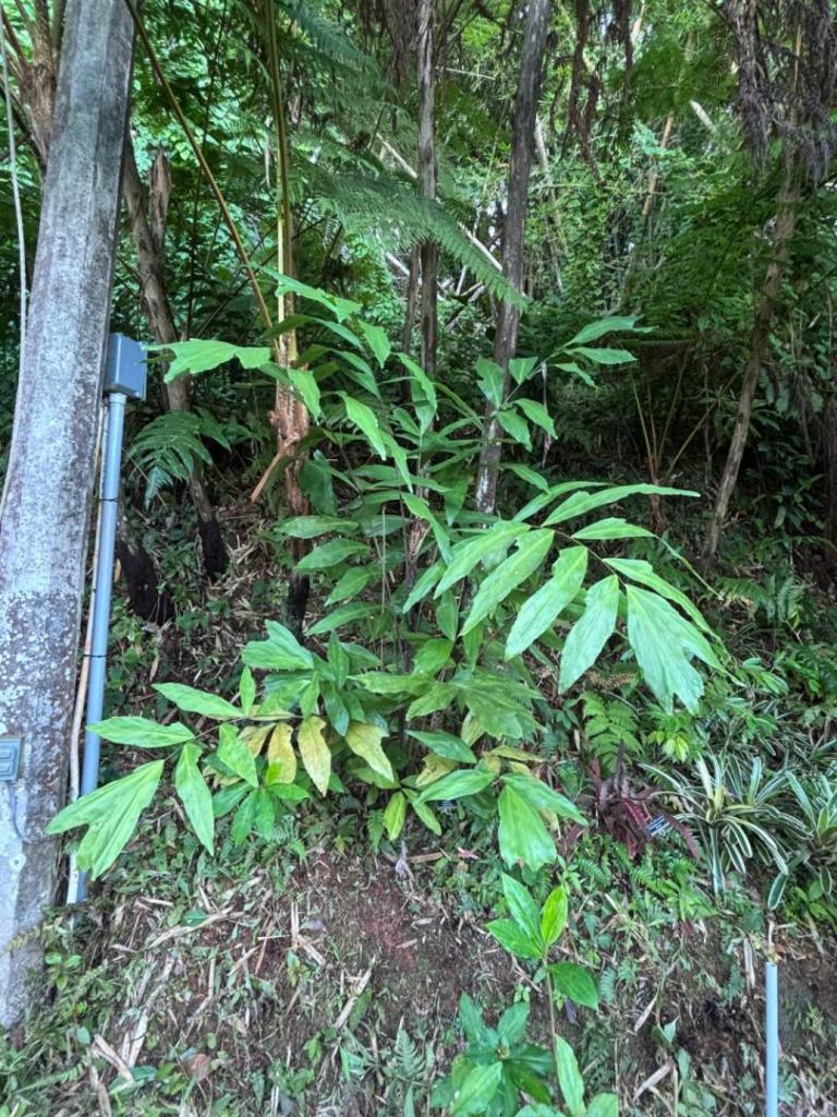 IMG_1141.thumb.jpeg.56d23165a45d62915d42093a7ac586de.jpeg