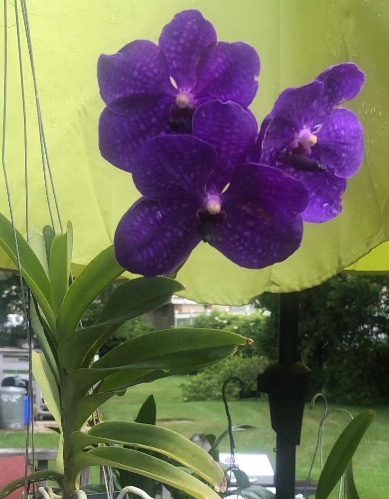 IMG_1629.thumb.jpeg.37393e5d0dc4e3b739fc237b4ef6dd5b.jpeg