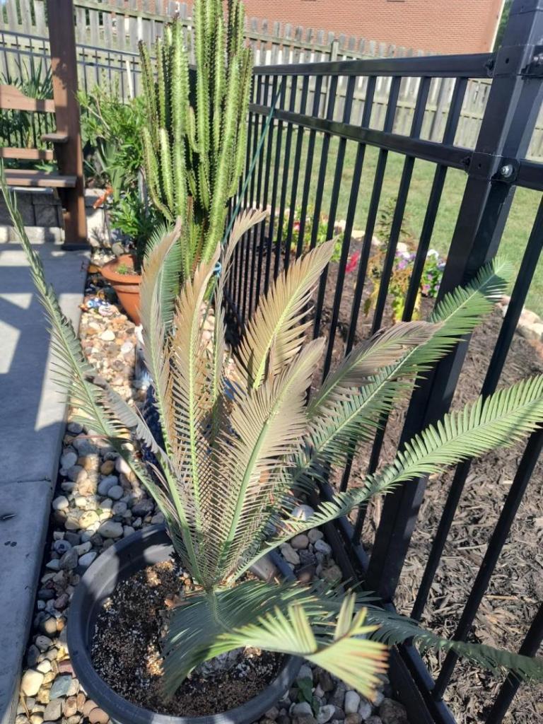 IMG_20250706_092501549_HDR.jpg