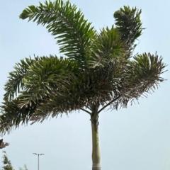 OutpostPalms