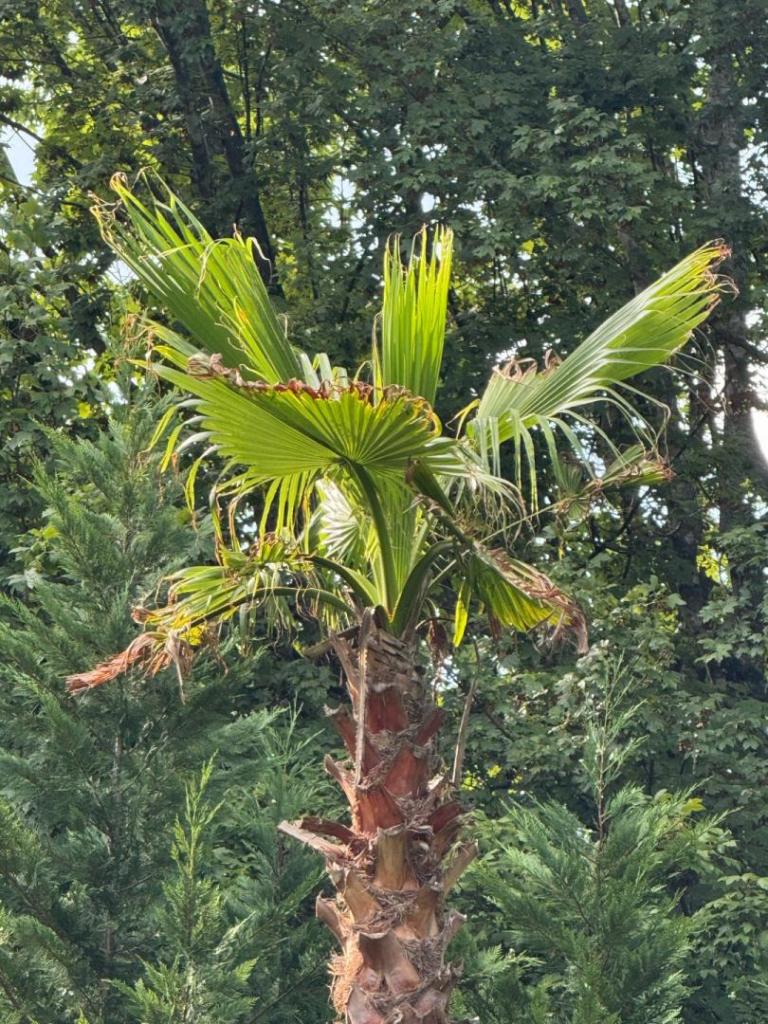 IMG_6456.thumb.jpeg.c80d0968e3e89d391620181e6d34e940.jpeg