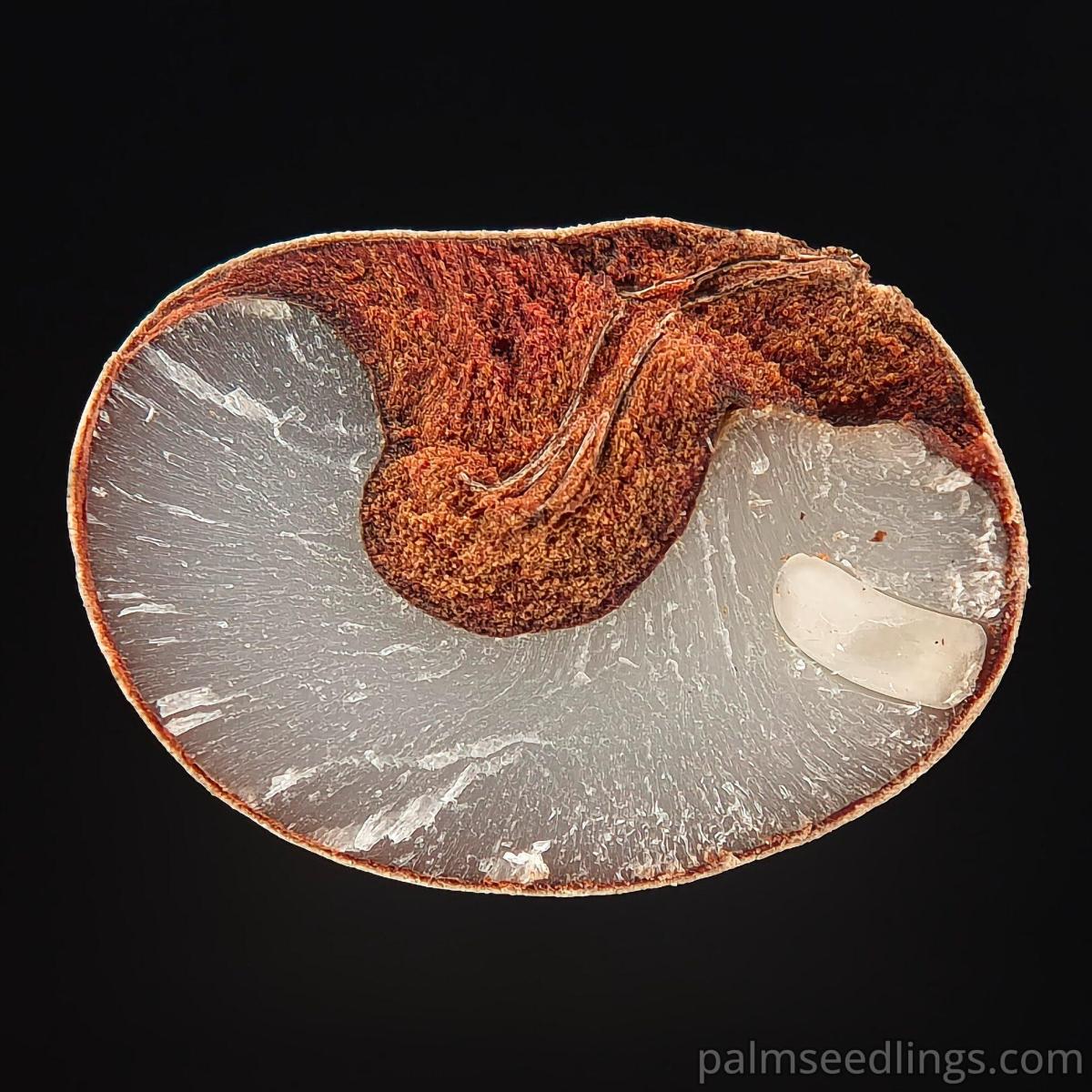 Macro palm seed photos