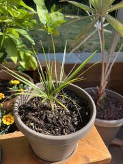 The healthiest Nikau Palm (Rhopalostylis sapida) seedling