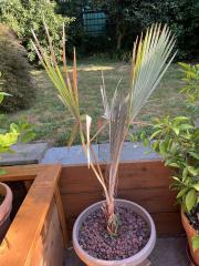 Bismarckia Nobilis