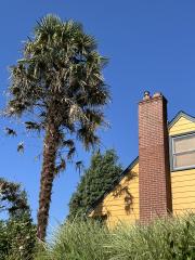 The big Trachycarpus Fortunei