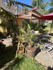 Trachycarpus Wagnerianus