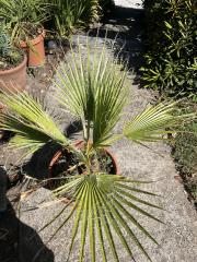Washingtonia Filifera