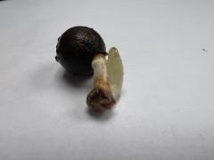 Nannorrhops_ritchieana.JPG