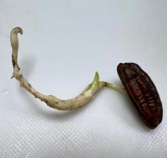 Phoenix_dactylifera_1