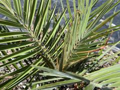 Phoenix_dactylifera_2.JPG