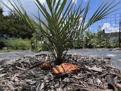 Phoenix_dactylifera_4.JPG