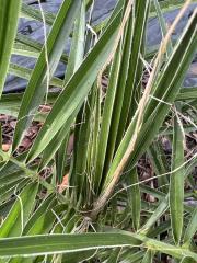 Phoenix_leaf_fibers_4.JPG