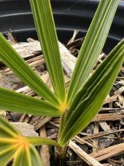 S_palmetto_yellowPetiole_2.JPG