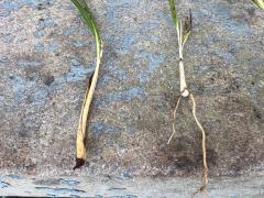 Sabal_palmetto_4