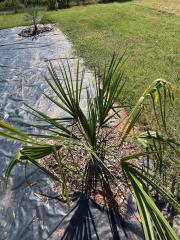Sabal_palmetto_2