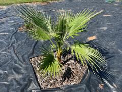 W_robusta_After