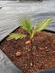 W_robusta_Before