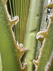 Washingtonia_robusta_2.JPG