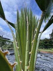 Washingtonia_robusta_3.JPG
