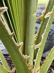 Washingtonia_robusta_5.JPG