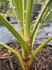 Washingtonia_robusta_6.JPG