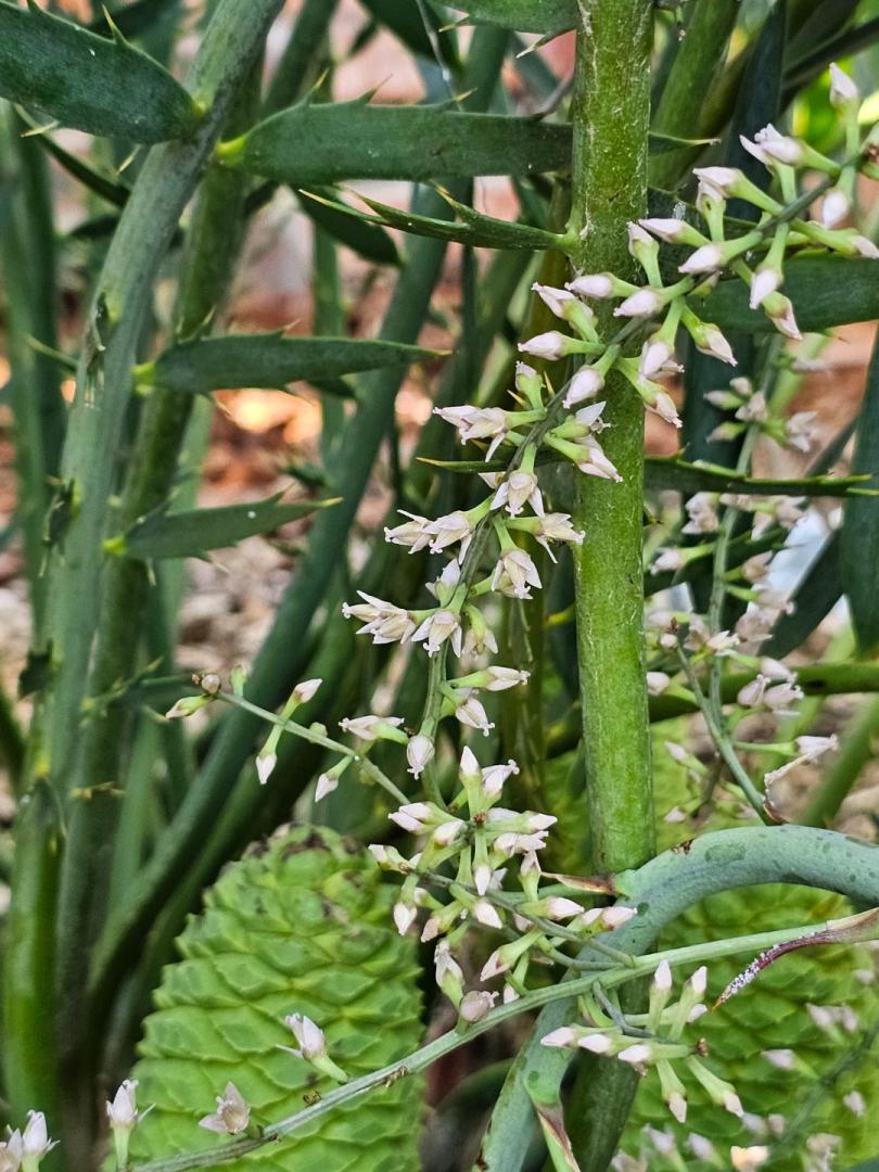 Hechtia glauca planting advice - TROPICAL LOOKING PLANTS - Other