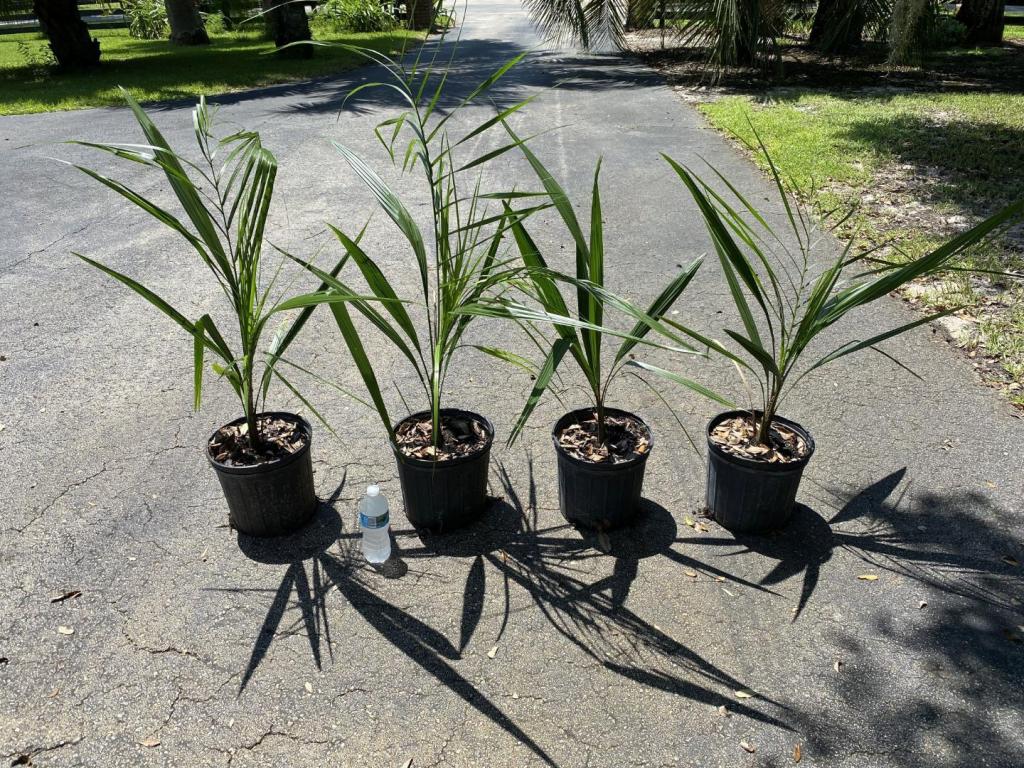 3gallonmules1.thumb.jpg.1306c9b0716cfd42c34d75f0b9805550.jpg