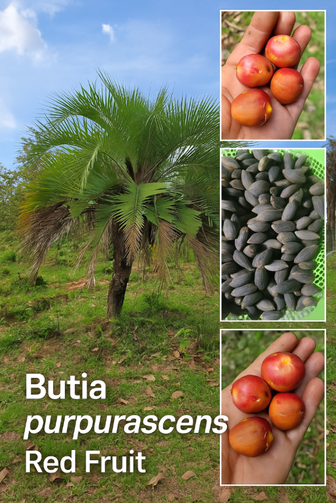 ButiapurpurascensRed.thumb.png.5bbcead61ec1e8c5a714c6a3313ecb98.png