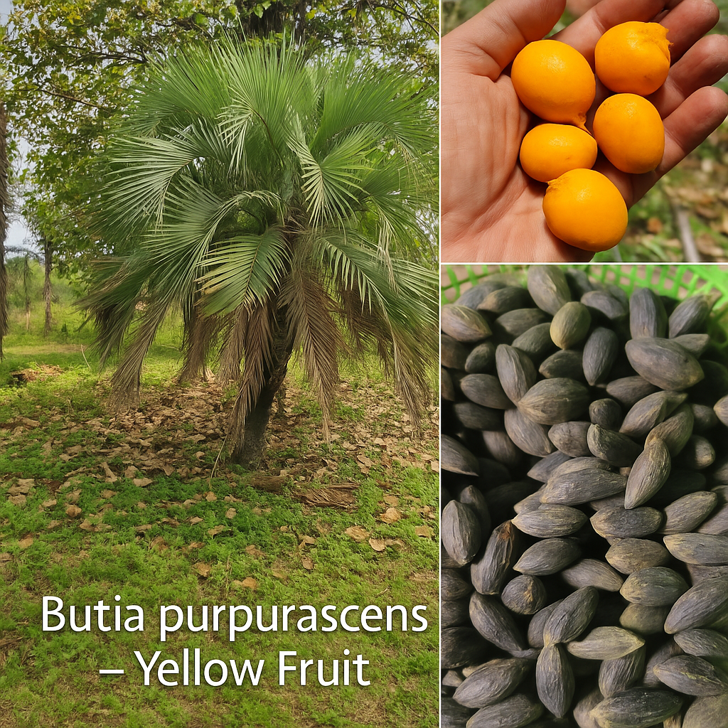 ButiapurpurascensYellow.png.8fc5938b150f7902684c70f0ca7e5f6f.png