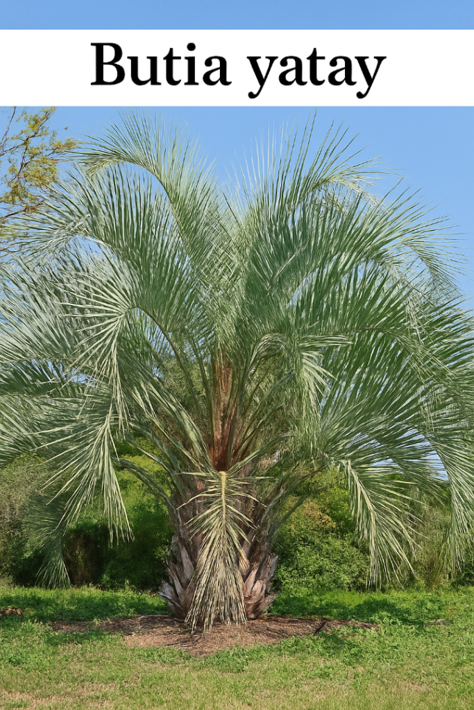 ButiayatayAd.thumb.png.07b6a634f1dec08137ab76cbcdc3f37c.png